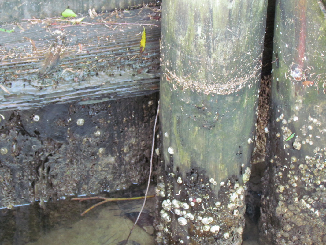 Deep South Marine Restoration project 17 — dock piling repair and restoration