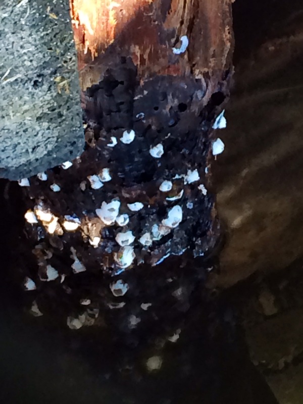 Deep South Marine Restoration project 21 — dock piling repair and restoration