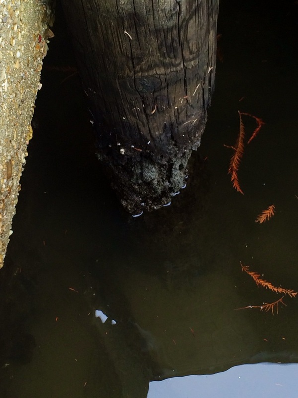 Deep South Marine Restoration project 22 — dock piling repair and restoration
