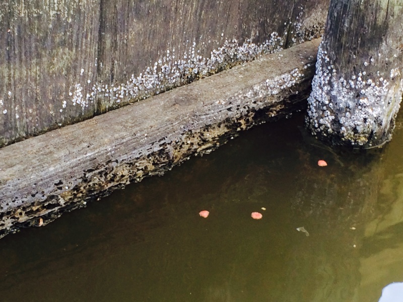 Deep South Marine Restoration project 24 — dock piling repair and restoration