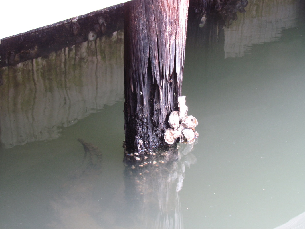 Deep South Marine Restoration project 25 — dock piling repair and restoration